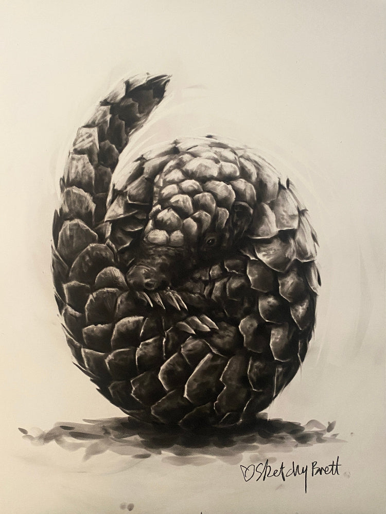 Charcoal artwork by Sketchy Brett of a curious pangolin.